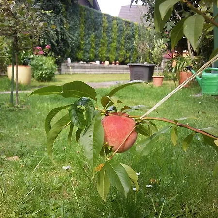 Buchfink בית הארחה